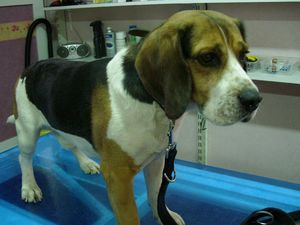 Beagle Rüde Barnie