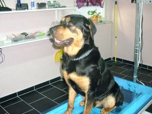 Beauceron Rüde Cyrus