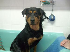 Beauceron Rüde Cyrus