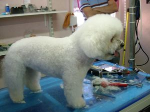 Bichon Dame Amelie