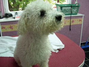 Bichon Frise Rüde Flaffi