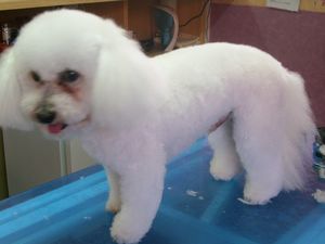 Bichon Rüde Brocky