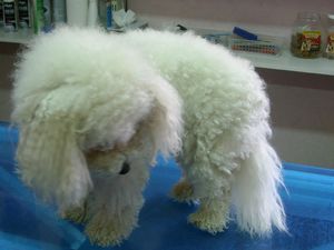 Bichon Rüde Brocky