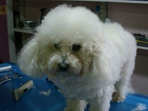 Bichon Rüde Brooky