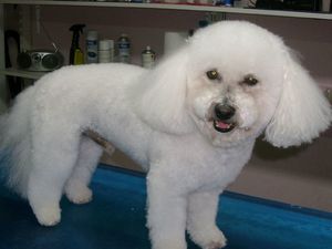 Bichon Rüde Brooky