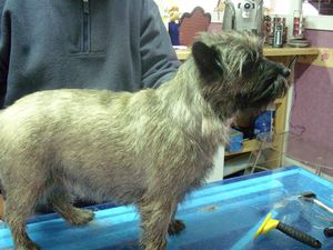 Cairn Terrier Dame Maxi