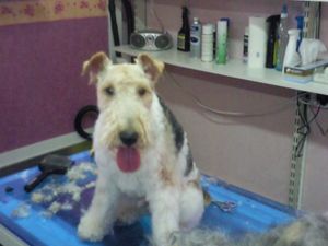 Fox Terrier Sascha