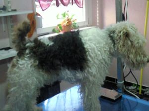 Fox Terrier Sascha