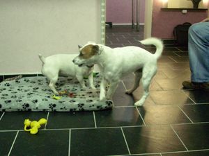 Jack Russel Bande Diego u. Niki beim Toben