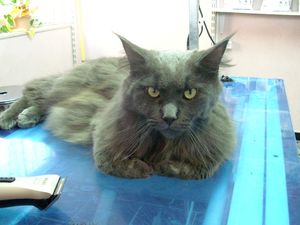 Maine Coon Kater