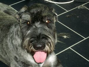 Riesenschnauzer Tosca