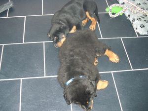 Rottweiler Welpen Buffy & Blade