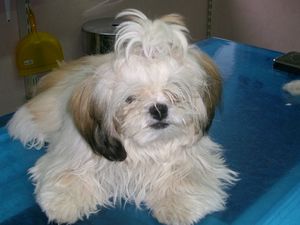 Shih Tzu Dame Emy