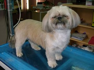 Shih Tzu Rüde Max