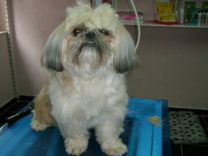 Shih Tzu Rüde Max