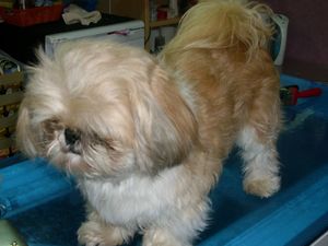 Shih Tzu Rüde Rocky