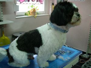 ShihTzu  Gismo