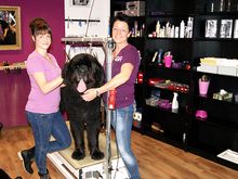 Hundesalon Buddy Team